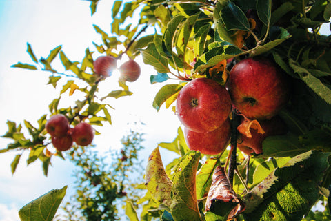 Hard Cider