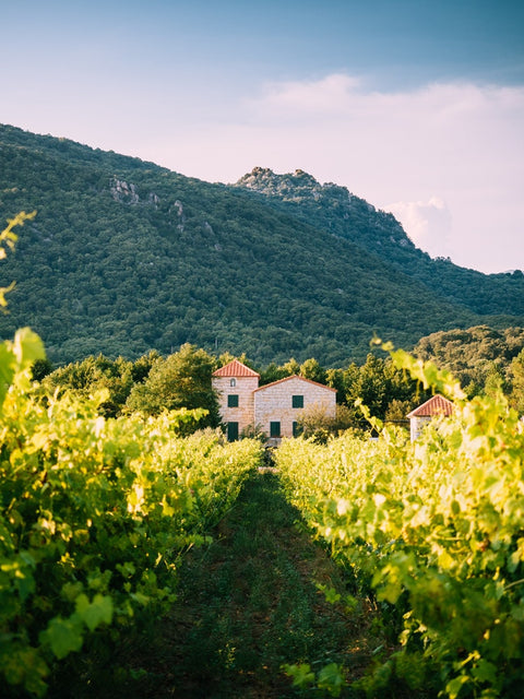 Rhone Valley Wines