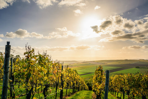 Napa Wines Meet Wisconsin Cheese