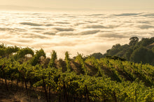 Load image into Gallery viewer, Exclusive Virtual Tasting Experience w/ Ridge Vineyards