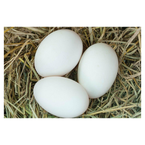 Bryant Family Farms Fresh Duck Eggs - One 6ct Carton