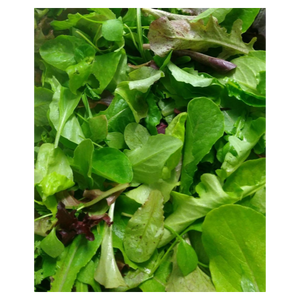 Kingfisher Farm Mixed Salad Greens