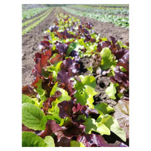 Elderberry Hill Farm Salad Greens